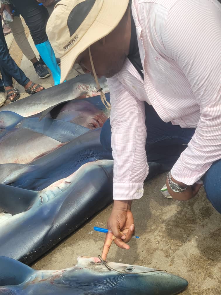 2e jour de sortie. Une visite sur la côte Togolaise pour observer les effets de l'érosion côtière causée par  les conséquences du changement climatique. J'ai fait un crochet dans la préfecture des LACS pour voir les Mangroves et  son utilité dans la gestion de l'écosystème.