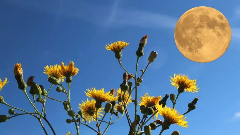 La Luna de las Flores
 ilumina el cielo.🌹🌸🌻

Esta noche, el cielo se engalana con la Luna de las Flores, la Luna llena de mayo, llamada así por coincidir con el florecimiento primaveral en el hemisferio norte. Es un espectáculo natural que invita a mirar hacia arriba y