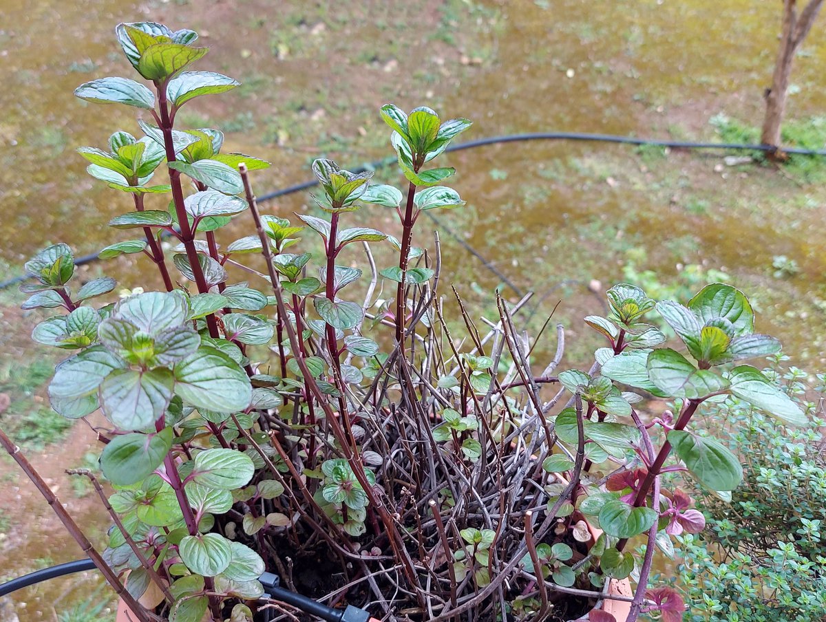 megpanos's tweet photo. Mentha #greece #attica #plant #plants #mentha #leaf #leaves https://t.co/Vr5la9OG4F