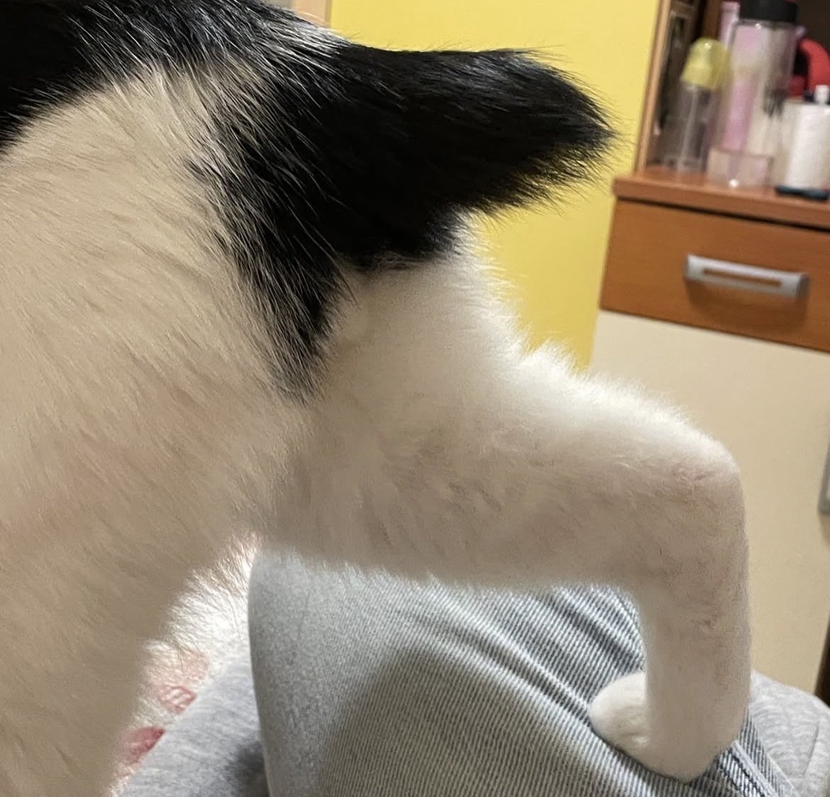 handisgo's tweet image. kuyruk konusunda biraz eksiğimiz var ama…