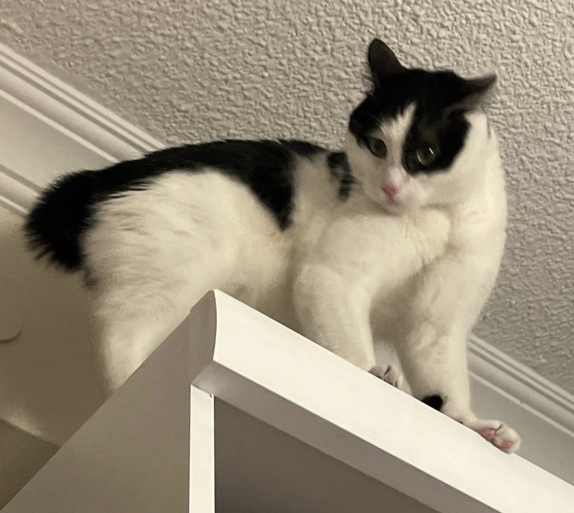 handisgo's tweet image. kuyruk konusunda biraz eksiğimiz var ama…