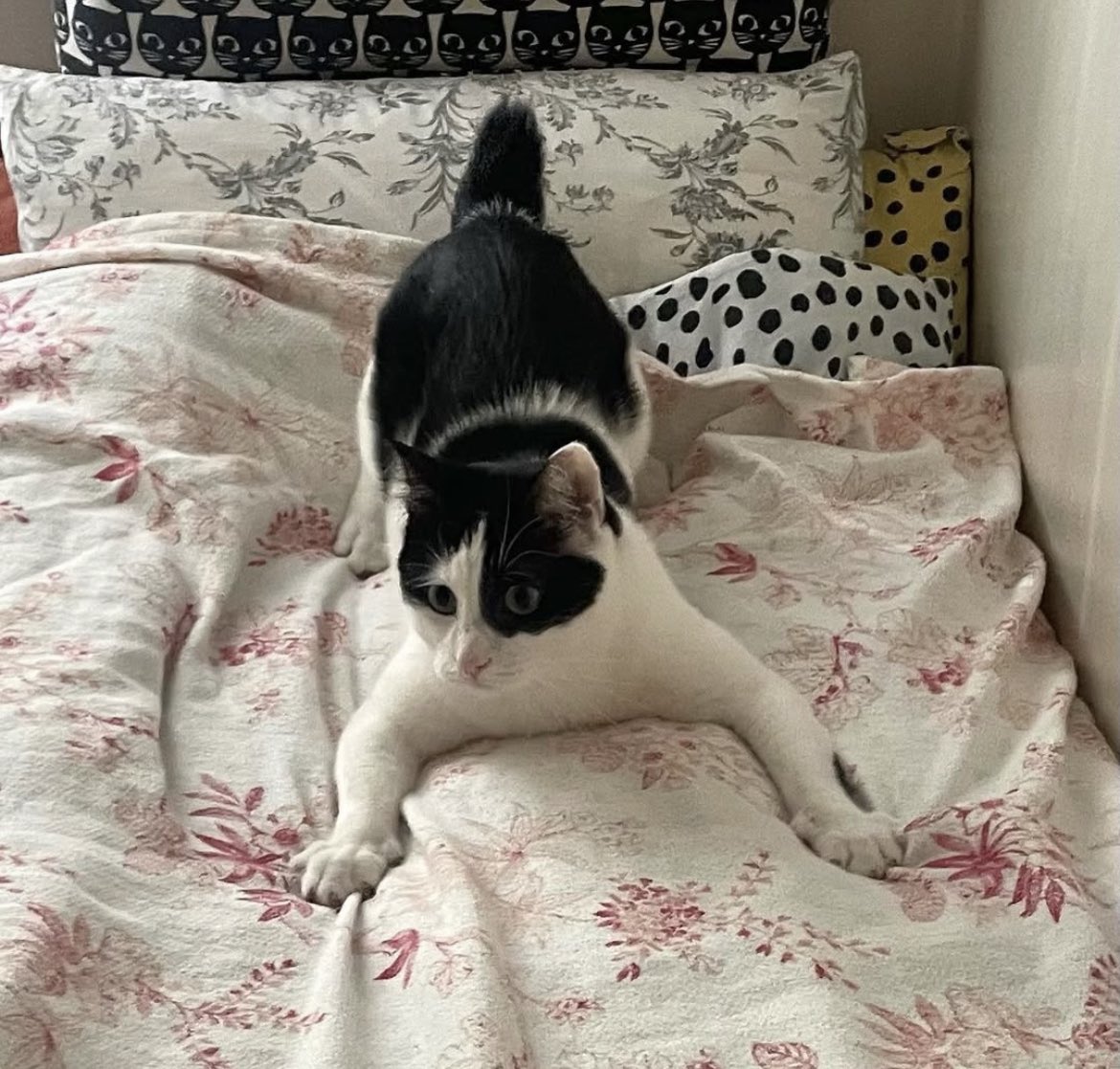 handisgo's tweet image. kuyruk konusunda biraz eksiğimiz var ama…