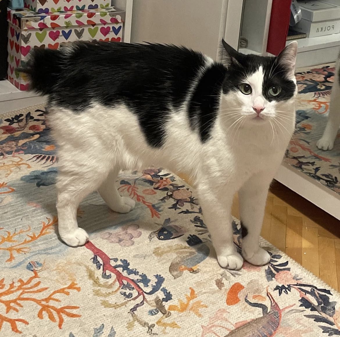 handisgo's tweet image. kuyruk konusunda biraz eksiğimiz var ama…