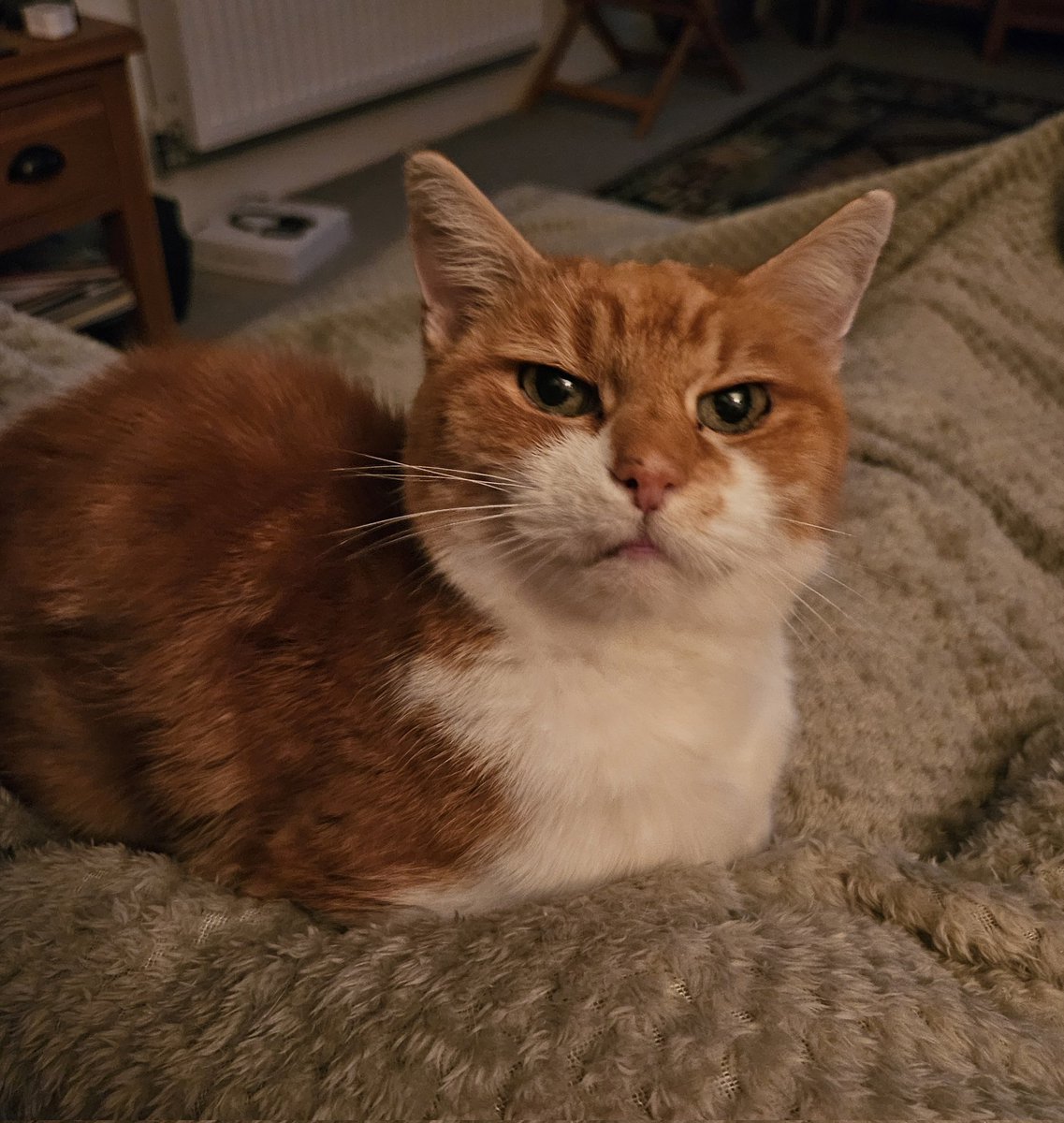 Our Ginger tweet media