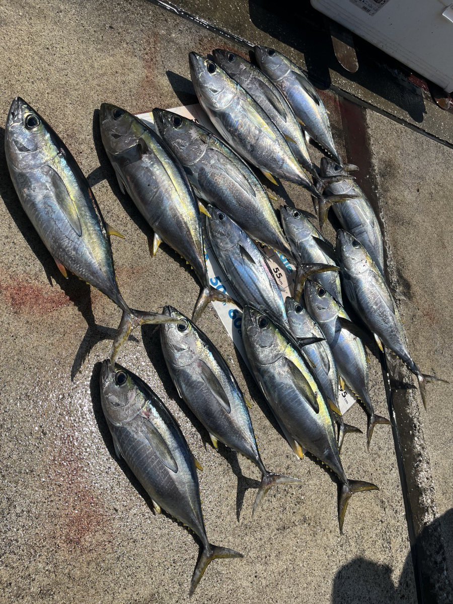 ta_mmer1's tweet photo. 楓と谷川さんと釣り🎣
気が付けば去年は一度も釣りに出てなかった❗️
久々に行って大漁だったので嬉しかった‼️😄 https://t.co/a1VfnDPeQ5