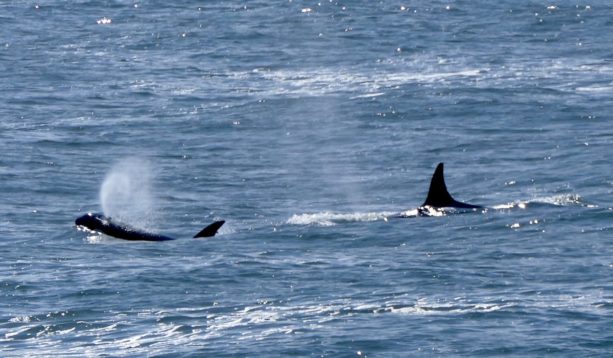 TaejMundkur's tweet photo. Thrilled to watch a pod of amazingly intelligent #Ocras killer whale (Orcinus orca) at Grays Harbour Washington USA! 
First image with two beautiful marine species - Orcas with a Surf Scoter (Melanitta perspicillata) flypast. Soon after few Harbor Seal (Phoca vitulina) turn up. https://t.co/INR2yjOpmJ