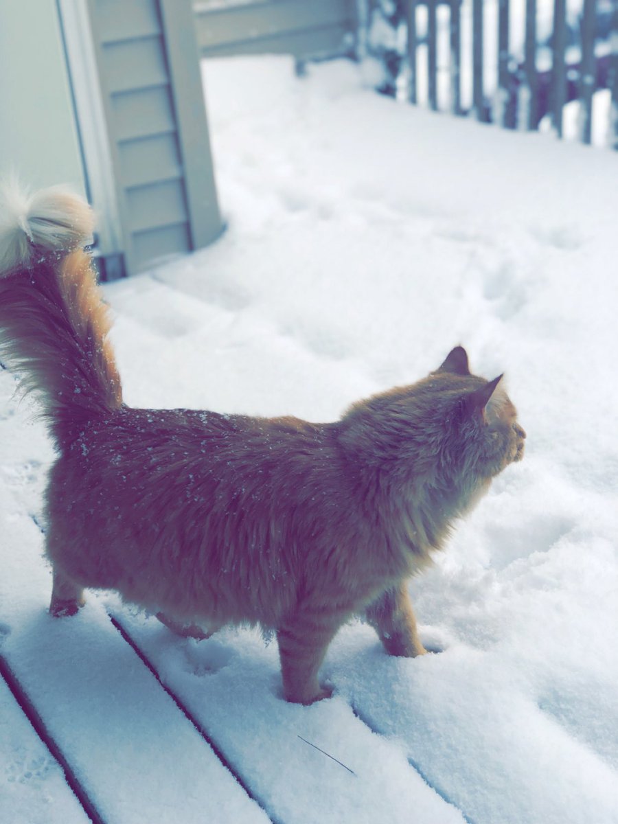 tremayne_bb's tweet photo. @PunchingCat He’s my cat King’s twin! ☺️ https://t.co/7bSfyv3h4n