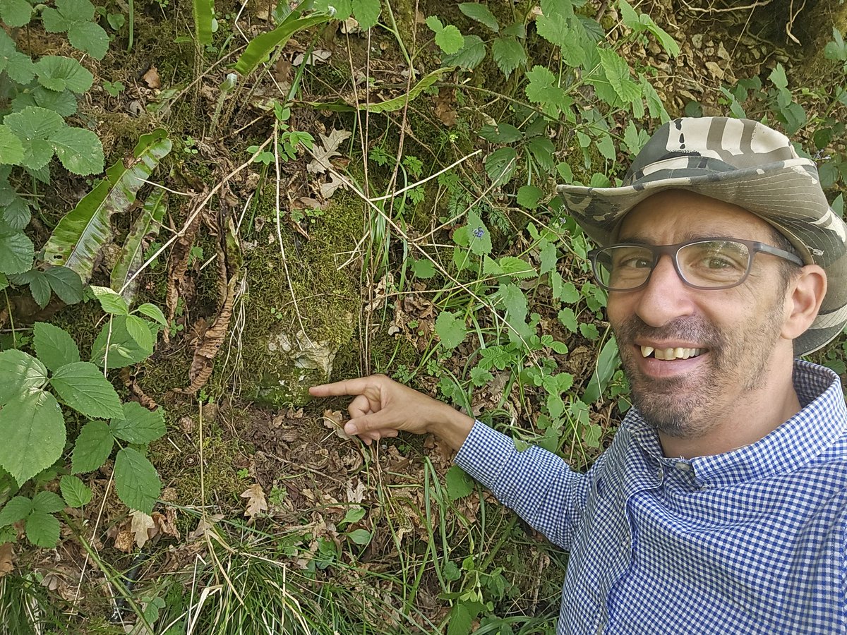 Jamie warren (@jamiewa50042387) on Twitter photo Dwarf Rock-bristle (Seligeria pusilla) on an Oolite fragment on a woodland track edge in Laycombe wood at Wotton-Under-Edge in Gloucestershire last Sunday <a href="/BBSbryology/">BBSBryology</a> Dwarf Rock-bristle (Seligeria pusilla) on an Oolite fragment on a woodland track edge in Laycombe wood at Wotton-Under-Edge in Gloucestershire last Sunday <a href="/BBSbryology/">BBSBryology</a>