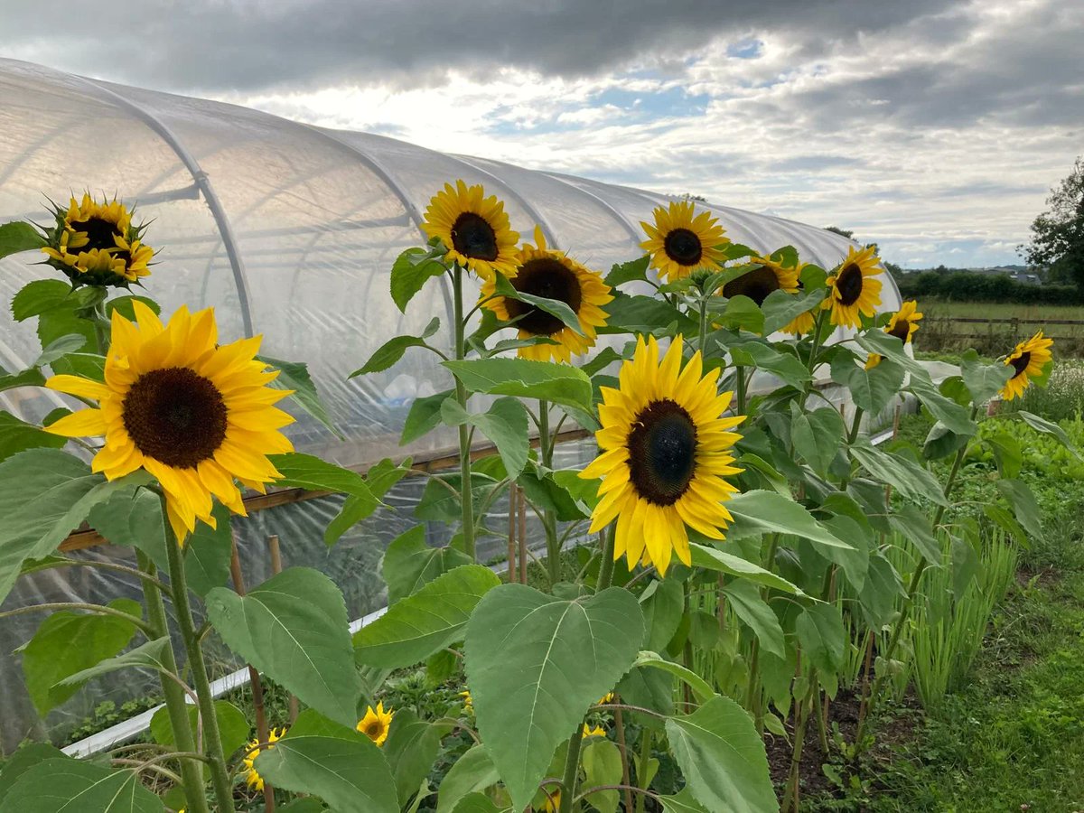 DerrybegFarm's tweet photo. 📣Derrybeg Farm Walk &amp; Talk for #biodiversityweek2025 

📆 May 22nd 
🕖 6pm -7pm

With the support of @kildarecoco, attendees will get to see and hear about the farm, bee area, bird boxes, and more.🐝🐞 🦋🌱🌳

Email to book:
✉farmer.derrybeg.farm@gmail.com 

Limited places. https://t.co/fKc1jseuQL