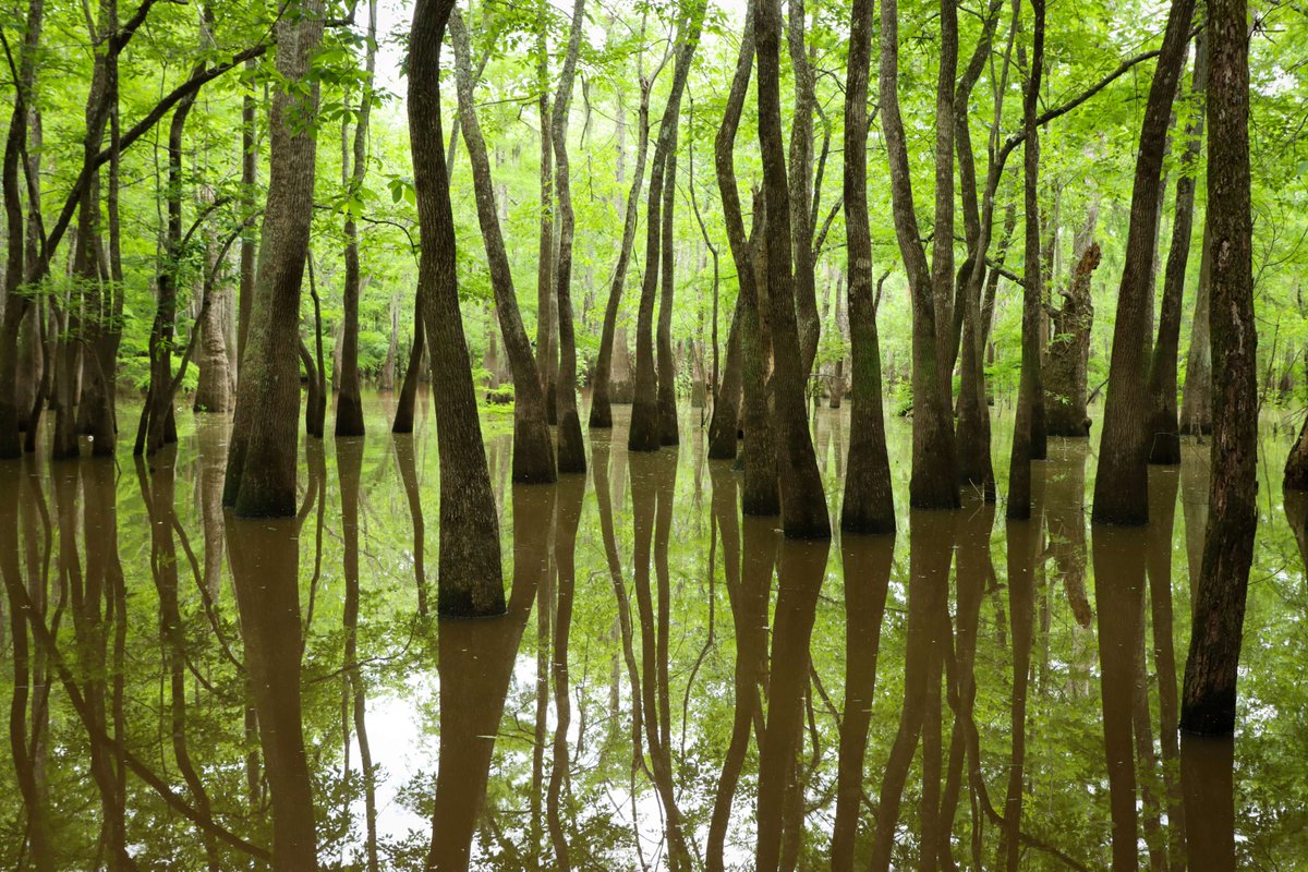 You don't have to venture far to see a stunning slough!

One of #BigThicket's hidden gems, the Edgewater Day-Use Area in Beaumont features a short trail that follows Pine Island Bayou and goes past this cypress-tupelo slough:
nps.gov/places/edgewat…