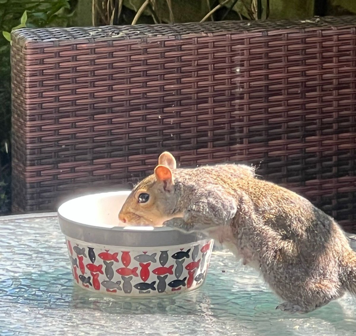 WATER FOR WILDLIFE! Please remember to put out some water for your garden visitors. It may not be very hot, but it is very dry, and many animals, like this nursing Mummy Squirrel, will be grateful! ❤️🐾💧💧💧