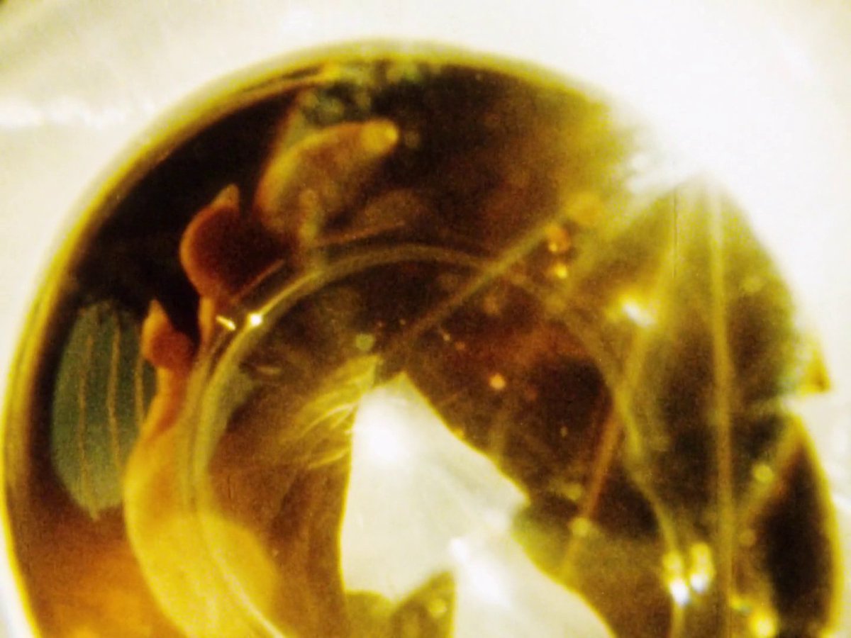 10 days left to stream Sandra Davis’ masterpiece MATERNAL FILIGREE (1980) 💛

Streaming through May 23 for members of our Movie Club at patreon.com/ultradogme, a monthly streaming series run through our Patreon, where we show an exclusively curated program of experimental films