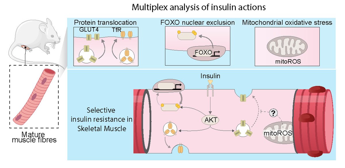 Diabetes, a research journal of the ADA 🧪 (@diabetes_ada) on Twitter photo Analysis of multiple insulin actions in single muscle fibres from insulin resistant mice reveals selective defect in endogenous GLUT4 translocation.
Read Here➡️ diabetesjournals.org/diabetes/looku…
<a href="/ADA_Pubs/">ADA Professional Publications</a> Analysis of multiple insulin actions in single muscle fibres from insulin resistant mice reveals selective defect in endogenous GLUT4 translocation.
Read Here➡️ diabetesjournals.org/diabetes/looku…
<a href="/ADA_Pubs/">ADA Professional Publications</a>