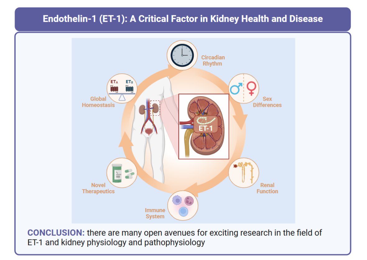 AJP Renal (@ajprenal) on Twitter photo We can all learn about how <a href="/UABHeersink/">UAB Heersink School of Medicine</a> authors are answering some remaining questions thanks to this #ArticleinPress being #OpenAccess! Endothelin-1 signaling in the kidney: recent advances and remaining gaps (Abigail J. Brooks et al.):
ow.ly/myZ650VR0cP
#peptides We can all learn about how <a href="/UABHeersink/">UAB Heersink School of Medicine</a> authors are answering some remaining questions thanks to this #ArticleinPress being #OpenAccess! Endothelin-1 signaling in the kidney: recent advances and remaining gaps (Abigail J. Brooks et al.):
ow.ly/myZ650VR0cP
#peptides