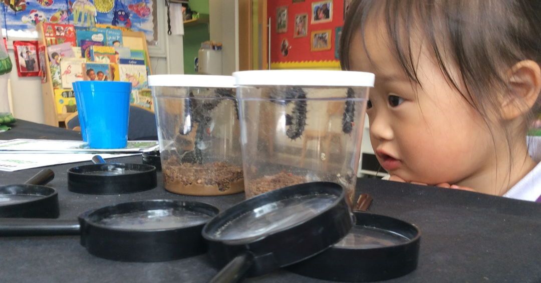 Most of our Nursery caterpillars have taken cover in a chrysallis, All of the children are keen to meet our butterflies soon. We have also been planting kidney beans and pumpkins this week, we are also learning about what are seeds need to grow.