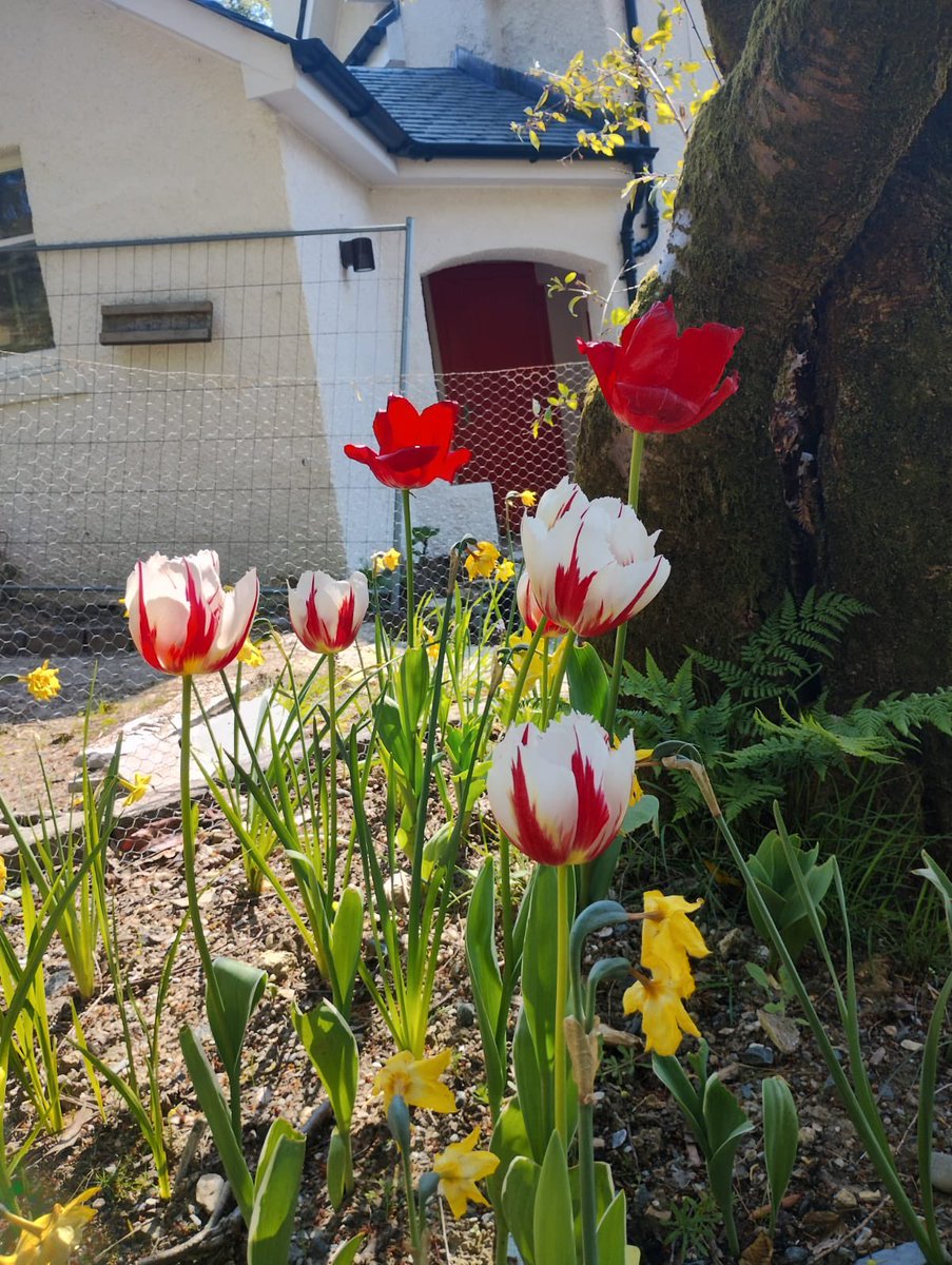 We planted these last year for a dear friend who committed suicide. It’s really nice to see them up and looking so nice. Love you, pal.