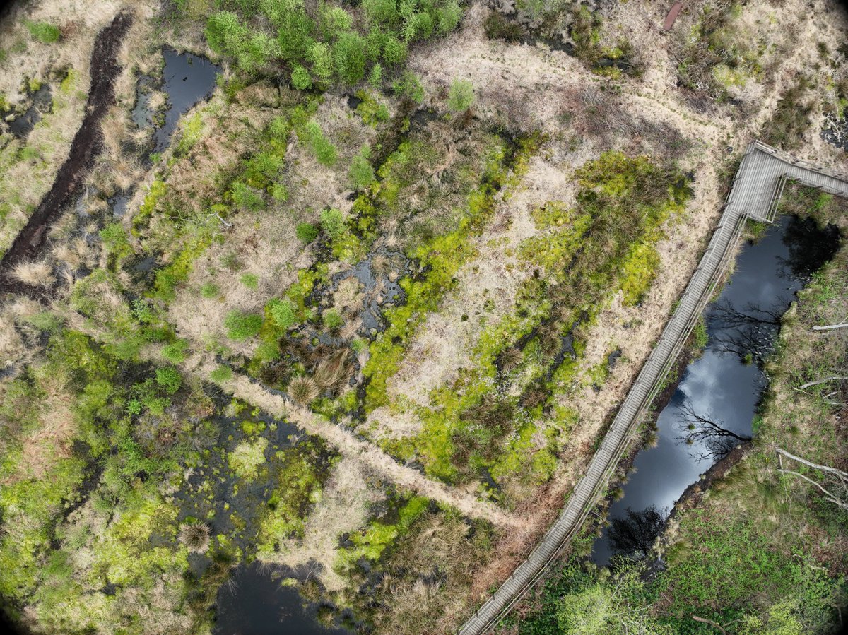 Mike Peacock (@mikepeacock86) on Twitter photo Incredible images from <a href="/FCDraper/">Freddie Draper</a>'s drone flying. Here's a lovely view of Sphagnum recolonising the recently rewetted "Mini Moss" site. #PeatTwitter Incredible images from <a href="/FCDraper/">Freddie Draper</a>'s drone flying. Here's a lovely view of Sphagnum recolonising the recently rewetted "Mini Moss" site. #PeatTwitter