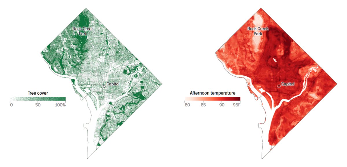 CAPAstrategies's tweet image. CAPA&apos;s founder and advisor Vivek Shandas breaks down the critical connection between urban tree canopy and mitigating life-threatening heat.

&quot;Afternoon temperatures in treeless neighborhoods tend to be 8 to 11 degrees higher&quot;

Read more here &amp;gt; tinyurl.com/2mkvwjkc