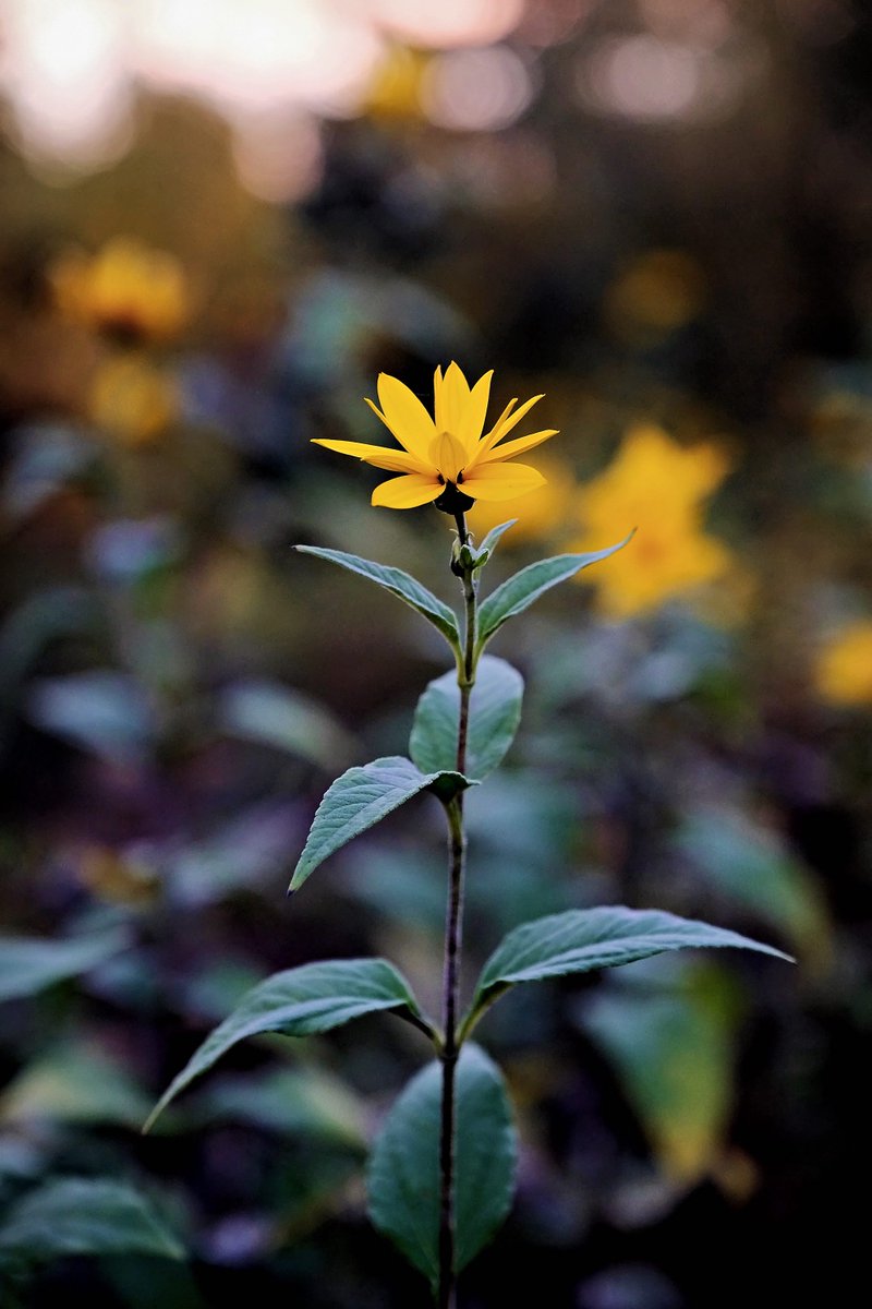PEKHTography's tweet photo. Called an artichoke but actually a potato’s quirky cousin — proof that family reunions can be deliciously confusing
#Jerusalem #Artichoke #Sunchoke #Yellow #Flower #Power #Wildflower #Nature #Bloom #Plant #Garden #Sunflower #Family #Botany #Flora https://t.co/5vXU4p4hDP