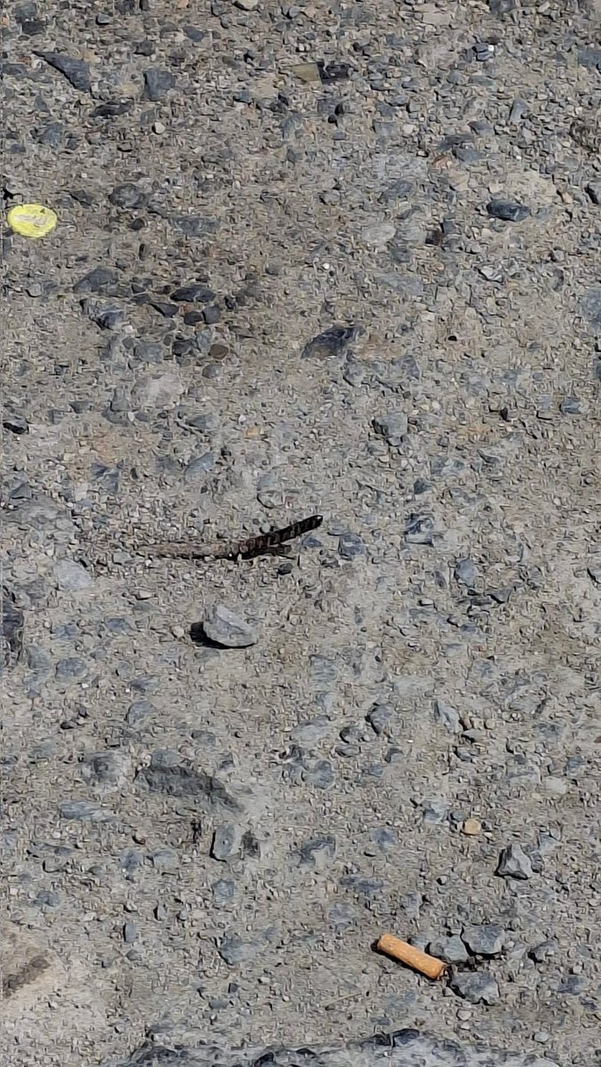 Halkalı caddesi metro çıkışının ilerisinde bulunan Opet'in önündeki kaldırım perişan halde. Bir de demir çıkmış. Hem görüntü çirkin hem de tehlikeli bir durum.  <a href="/BagcilarBld/">Bağcılar Belediyesi</a> veya <a href="/444OPET/">Opet Müşteri Hizmetleri</a> ilgilenir misiniz?