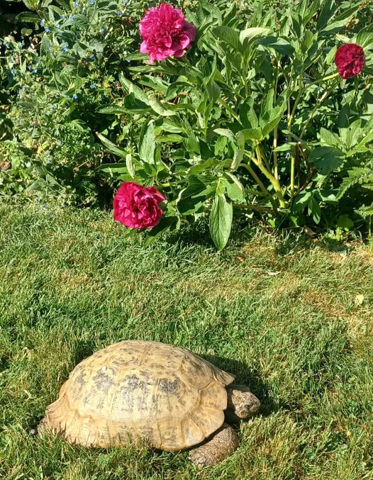 AlbertTortoise's tweet image. A late check. This is #ALBERTthetortoise reporting another #scorching day (for time of year). Patrol, #bath, good feed. Supervised HIM doing #garden #chores. More #school #events this week around #Eastbourne #EastSussex. Hope the day was #kind. #TakeCare AlbertTortoise.com