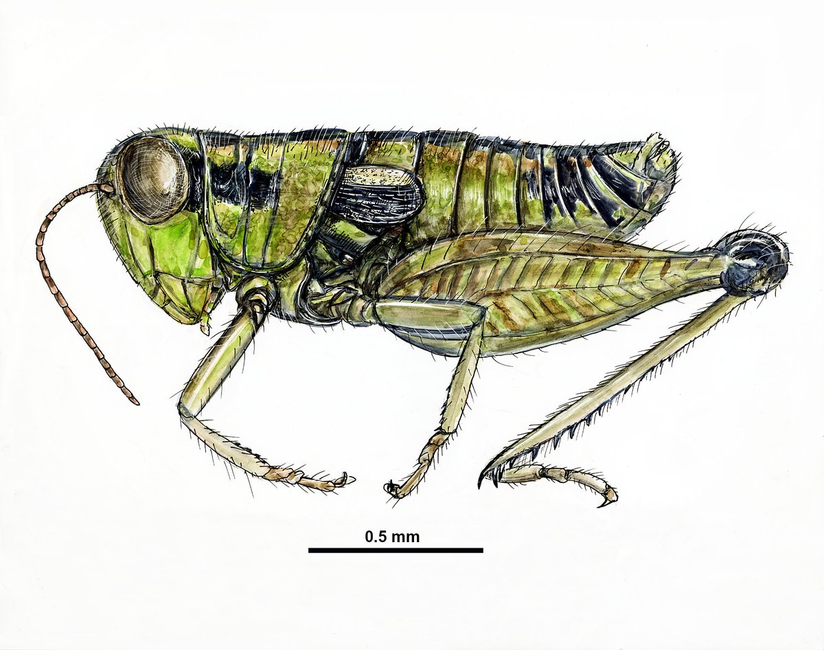 🦗 "We’re not in Kansas anymore!" 🌪️ Two new genera of Melanoplinae grasshoppers discovered in Baja California and one takes us deep into the wild world of Oz—plus a new regional key to find your way. 🔍🌵 doi.org/10.3897/zookey… #NewSpecies #Grasshoppers #Entomology #ZooKeys