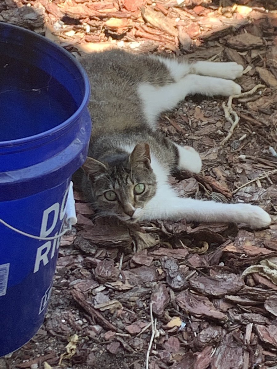 Just a picture of the cat I don’t own