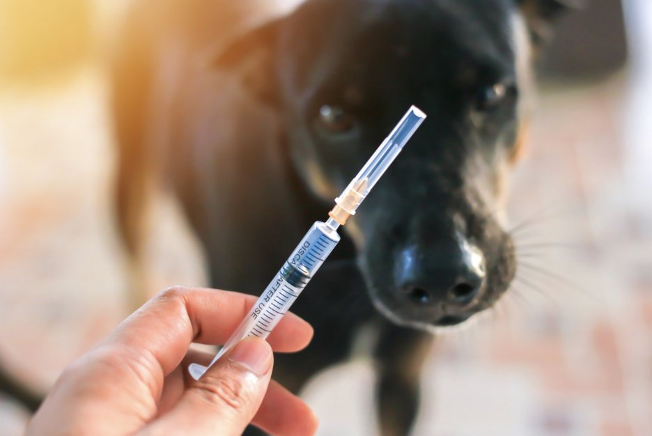 Not sure who needs to hear this, but pet vaccines are also dangerous.

Ever wonder why pets get cancer so often?