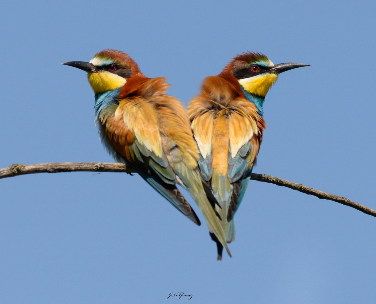 Pareja de abejarucos (Merops apiaster).#Nikon #fotografia  #aves #aranjuez #primavera