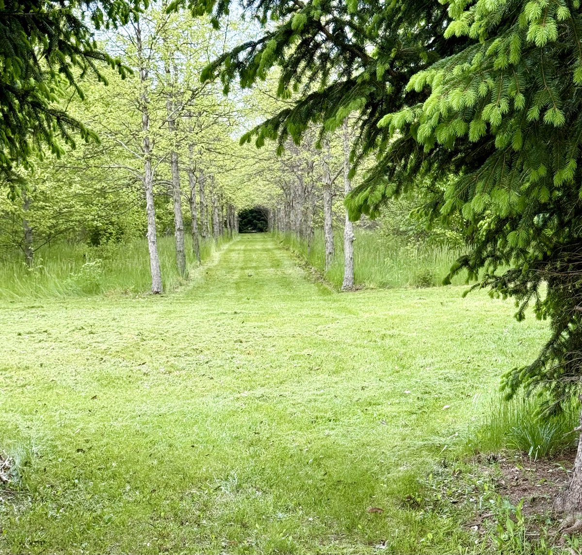 oldjedicz's tweet image. The crew has been out mowing the trails in the 10 acre wood. 80% done, still more projects to do and clearing unwanted growth.