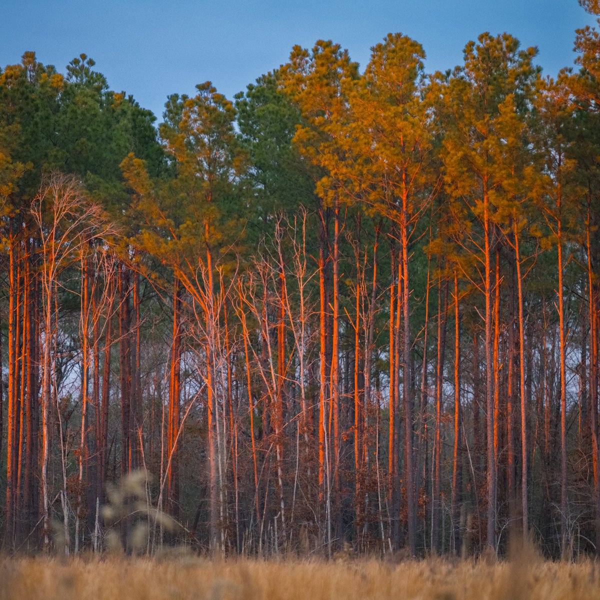 NAFO_Forests's tweet image. Working forests aren’t just beautiful – they’re vital, providing clean air, clean water, wildlife habitat, jobs for millions of Americans, and the renewable products society needs.