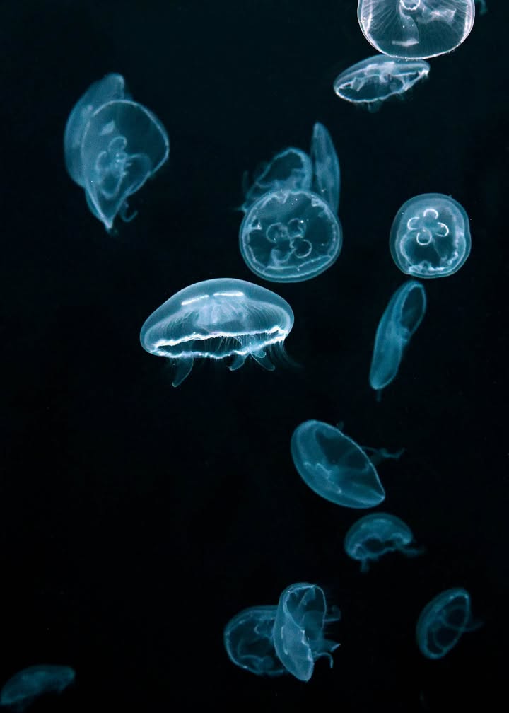 brookfield_zoo's tweet photo. Did you know that moon jellies don't actually swim; they're carried by currents and pulse their translucent "bell" to move up &amp; down. Moon jellies also play an important role in the ecosystem as an indicator species, providing early warning signs about the ecosystem's health. https://t.co/XUqeeMTXG4
