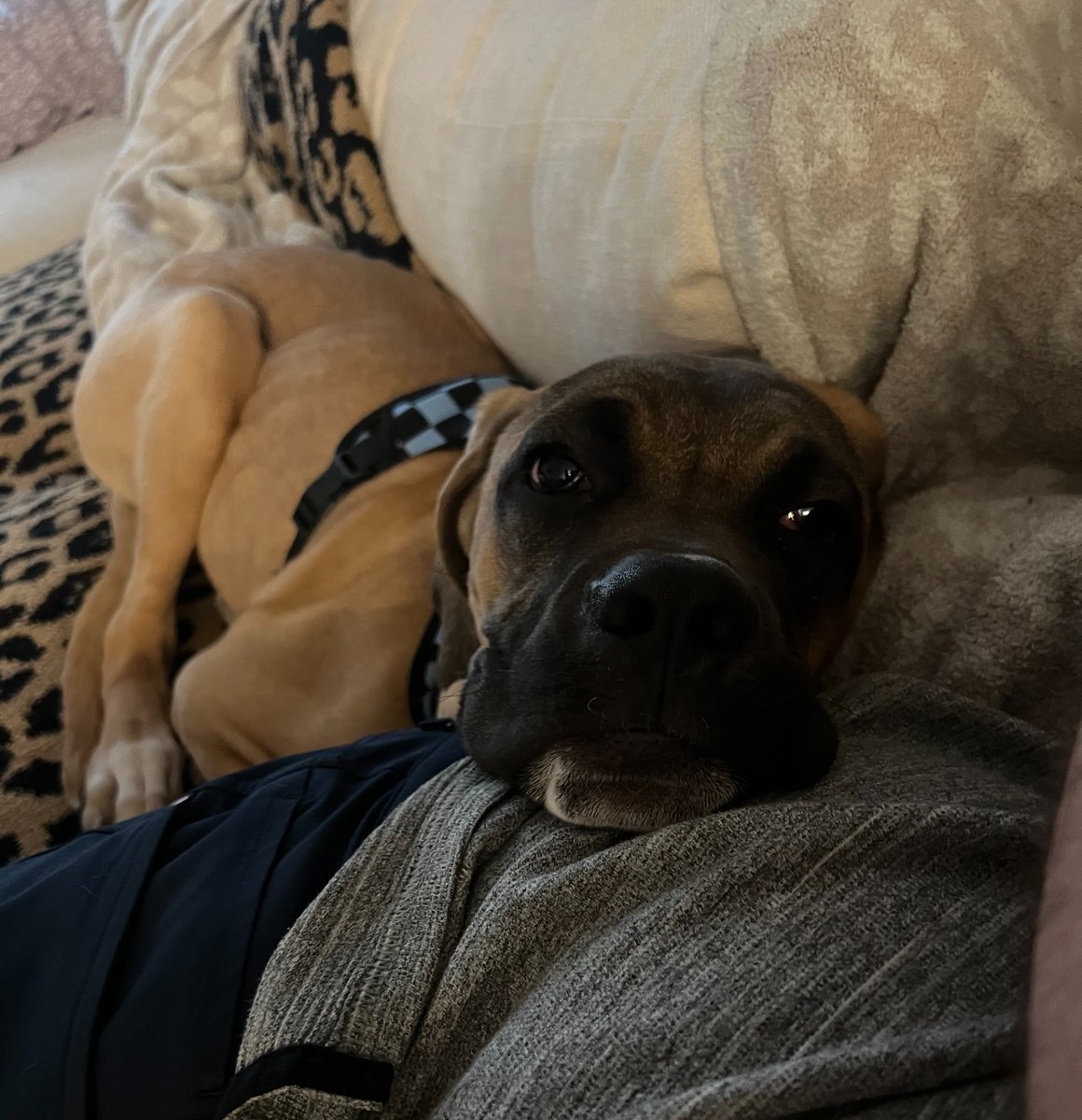 Denver Animal Shelter tweet media