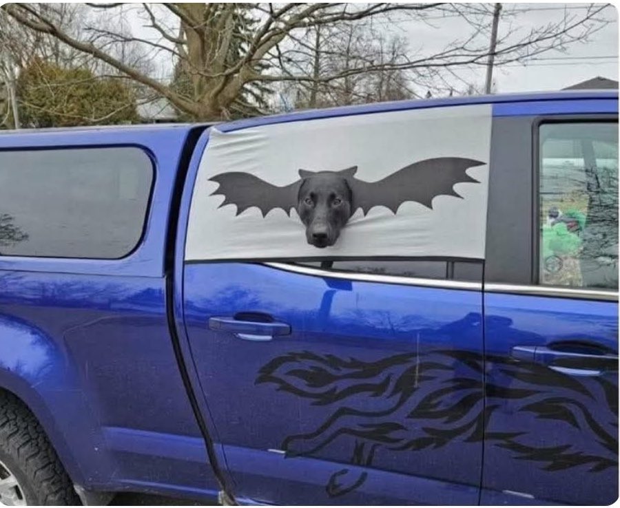 DiloConPerritos's tweet photo. El vecino tiene esta cosa en su camioneta, la cual mantiene a su perrito en su lugar, mientras conduce con las ventanillas abajo. https://t.co/tDdslhSvar