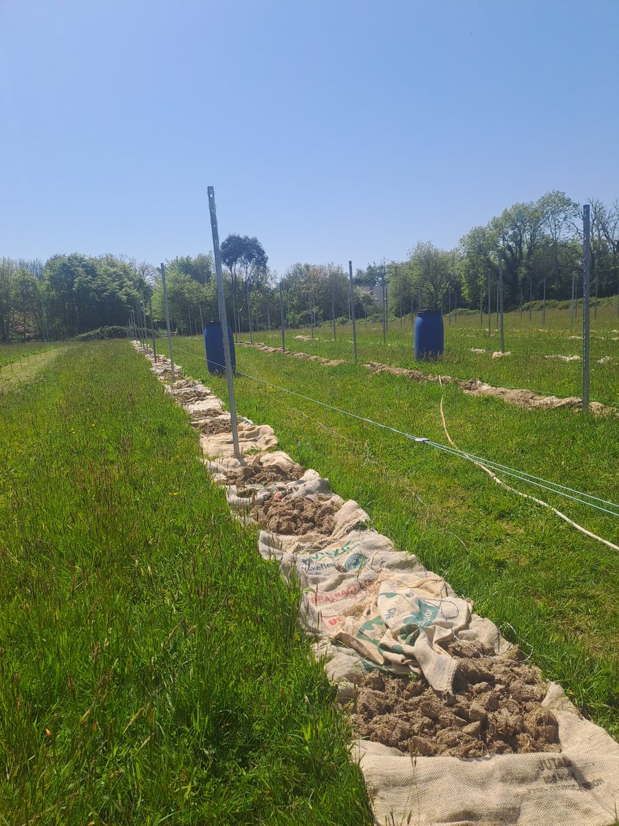 Viking Irish Drinks (@vikingdrinks) on Twitter photo Planting Piwi vines in the next few days, it probably takes a year to prepare for the vines going in the ground, no short cuts, been organic is difficult, we decided to be natural not to be governed by pen pushers, we love nature and should always be no 1, <a href="/organictrust/">Organic Trust</a> Planting Piwi vines in the next few days, it probably takes a year to prepare for the vines going in the ground, no short cuts, been organic is difficult, we decided to be natural not to be governed by pen pushers, we love nature and should always be no 1, <a href="/organictrust/">Organic Trust</a>