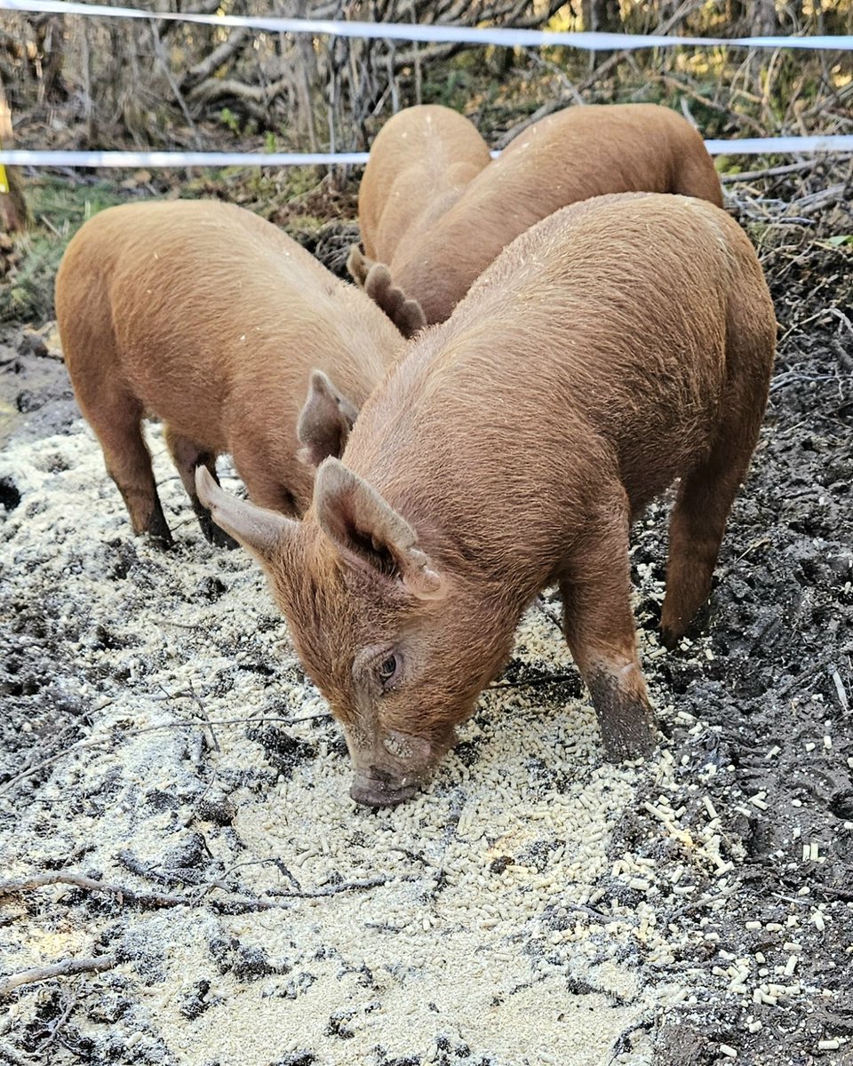 Happy pigs. No rain today. Hopefully, we can improve and expand their paddock area.