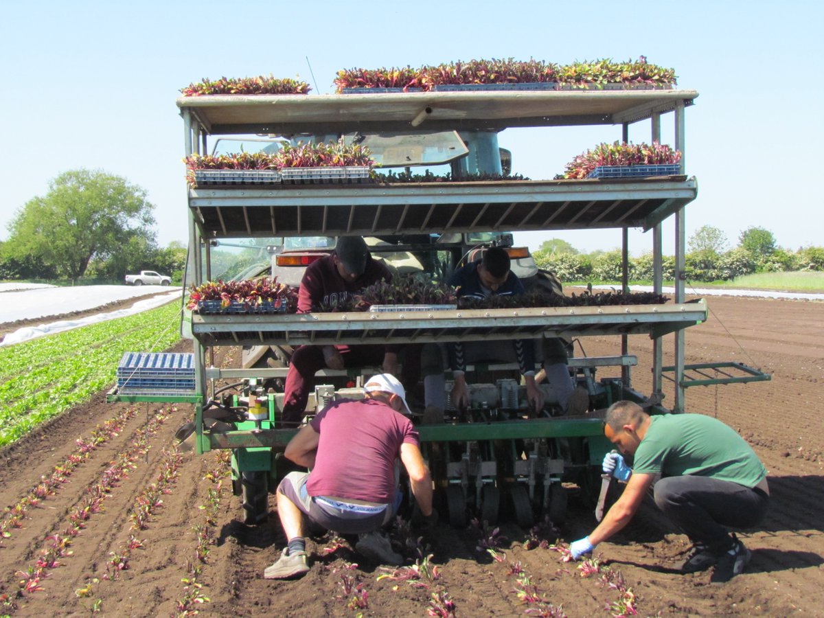 Strawberry Fields (@organic_pam) on Twitter photo #beetroot planting. We've a family of 3 Bulgarian brothers working. I gladly gave up my seat on the Fedele, me & that planter don't get on. I'm a Ferrari planter girl! To the left first of the chioggia is growing well & Dicken is going through with <a href="/garfordrobocrop/">Garford Farm Machinery</a> as I speak #beetroot planting. We've a family of 3 Bulgarian brothers working. I gladly gave up my seat on the Fedele, me & that planter don't get on. I'm a Ferrari planter girl! To the left first of the chioggia is growing well & Dicken is going through with <a href="/garfordrobocrop/">Garford Farm Machinery</a> as I speak