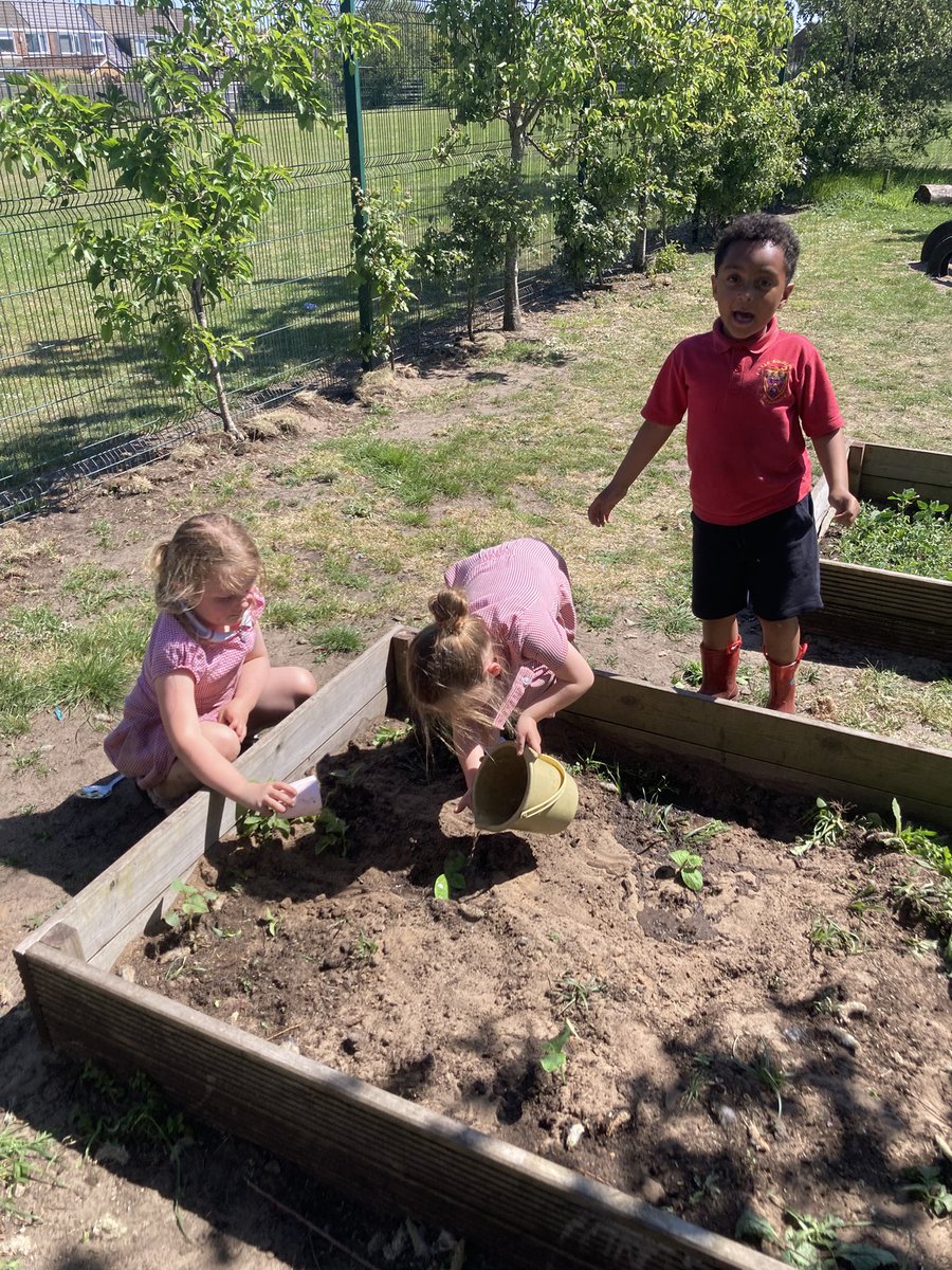 Redgate Gardener (@redgategardens1) on Twitter photo ๐What a busy day today in <a href="/recepredgate/">Reception at Redgate Primary School</a> looking at part-whole models for maths ๐งฎ then planting our pumpkins ๐ plants ๐ฑand checking on our ever growing tadpoles ๐ธthis afternoon amongst keeping cool ๐ in the sun ๐ #outdoorlearning #earlyyears ๐What a busy day today in <a href="/recepredgate/">Reception at Redgate Primary School</a> looking at part-whole models for maths ๐งฎ then planting our pumpkins ๐ plants ๐ฑand checking on our ever growing tadpoles ๐ธthis afternoon amongst keeping cool ๐ in the sun ๐ #outdoorlearning #earlyyears