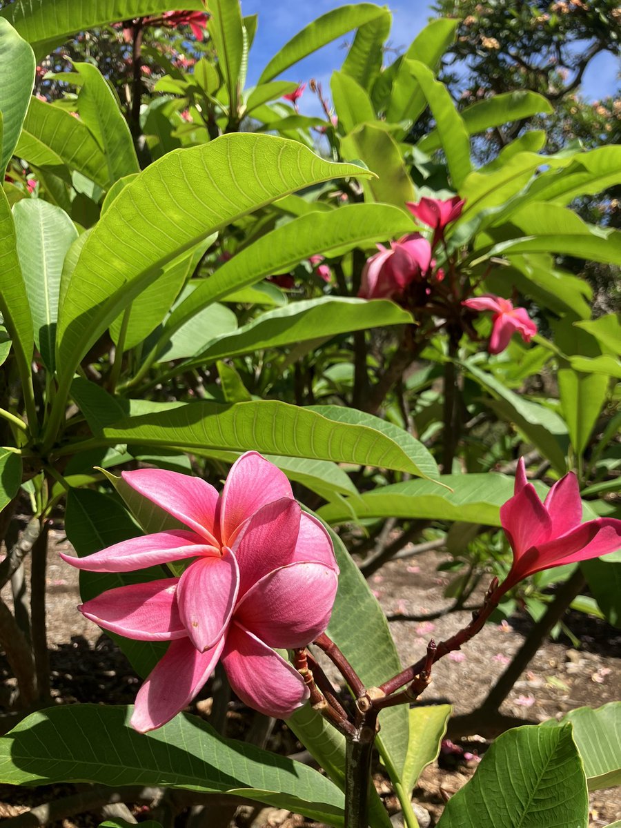 Hiking Koko Crater Botanical Garden is delightful this time of year. All the many varieties of Plumeria are in bloom.