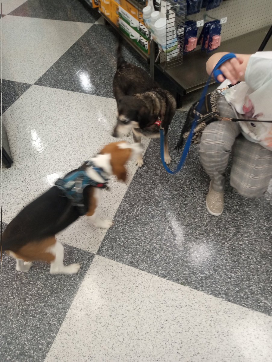 The Weekly Beagle tweet media