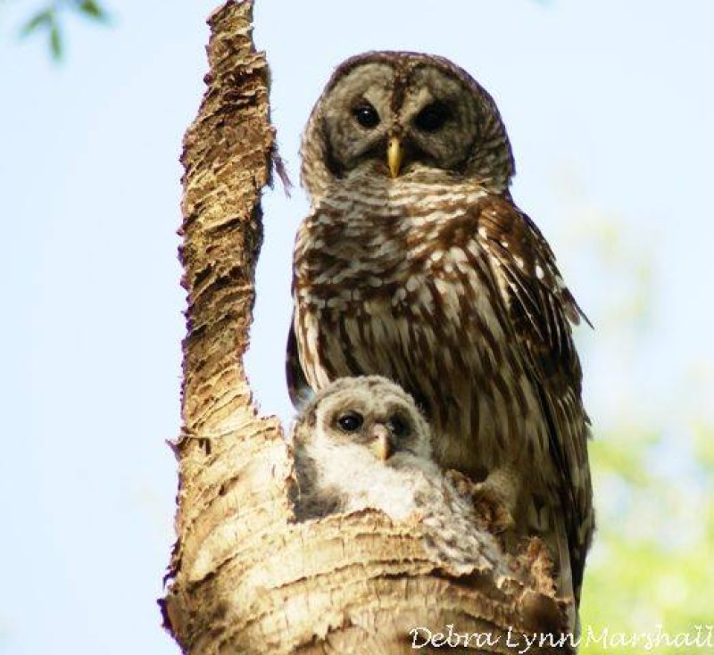 BeautyofFL's tweet image. #mamaowl #babyowl #nest #tree #mamawatching #owlet #cute #sweet #owls #owlfamily #birds #LOVE