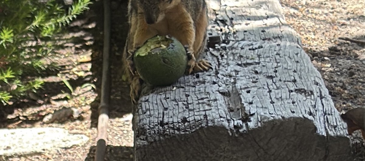 Put A Lid On It
#SquirrelNutZippers <a href="/snzippers/">Squirrel Nut Zippers</a> 
youtube.com/watch?v=na1yQ_…