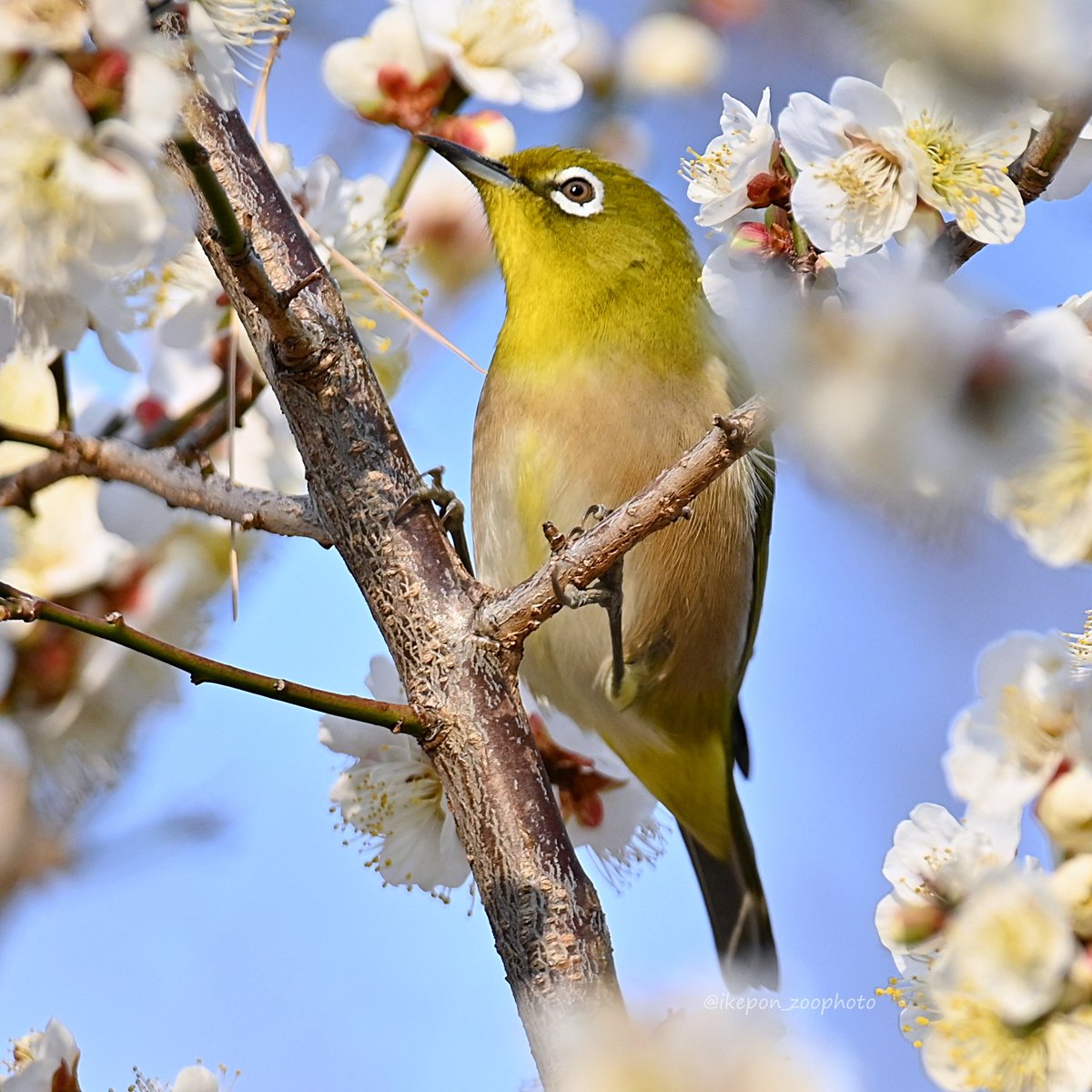 餌やりなんぞせずとも野鳥は撮れるので、野鳥に餌付けはやめよう

#愛鳥週間 だからこそ、これを大事に。