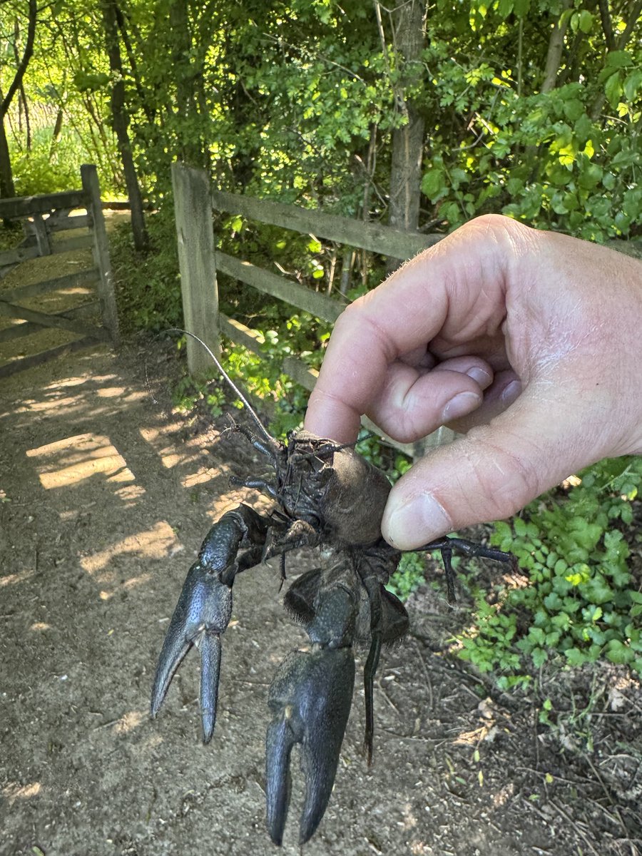 Steven Savage (@saltmarsh77) on Twitter photo I think this is a signal crayfish??? at Severn Valley Country Park today <a href="/ShropsWildlife/">Shropshire Wildlife Trust</a> I think this is a signal crayfish??? at Severn Valley Country Park today <a href="/ShropsWildlife/">Shropshire Wildlife Trust</a>