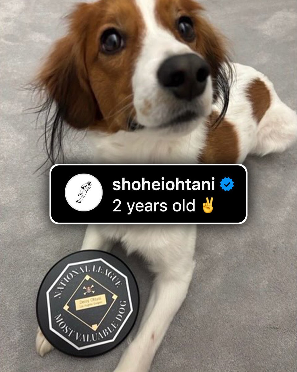 MLB's tweet photo. Happy 2nd birthday to Decoy! 🐶

Shohei just shared this photo of him with a Most Valuable Dog award to celebrate 🥹 https://t.co/7ce8ksBW77