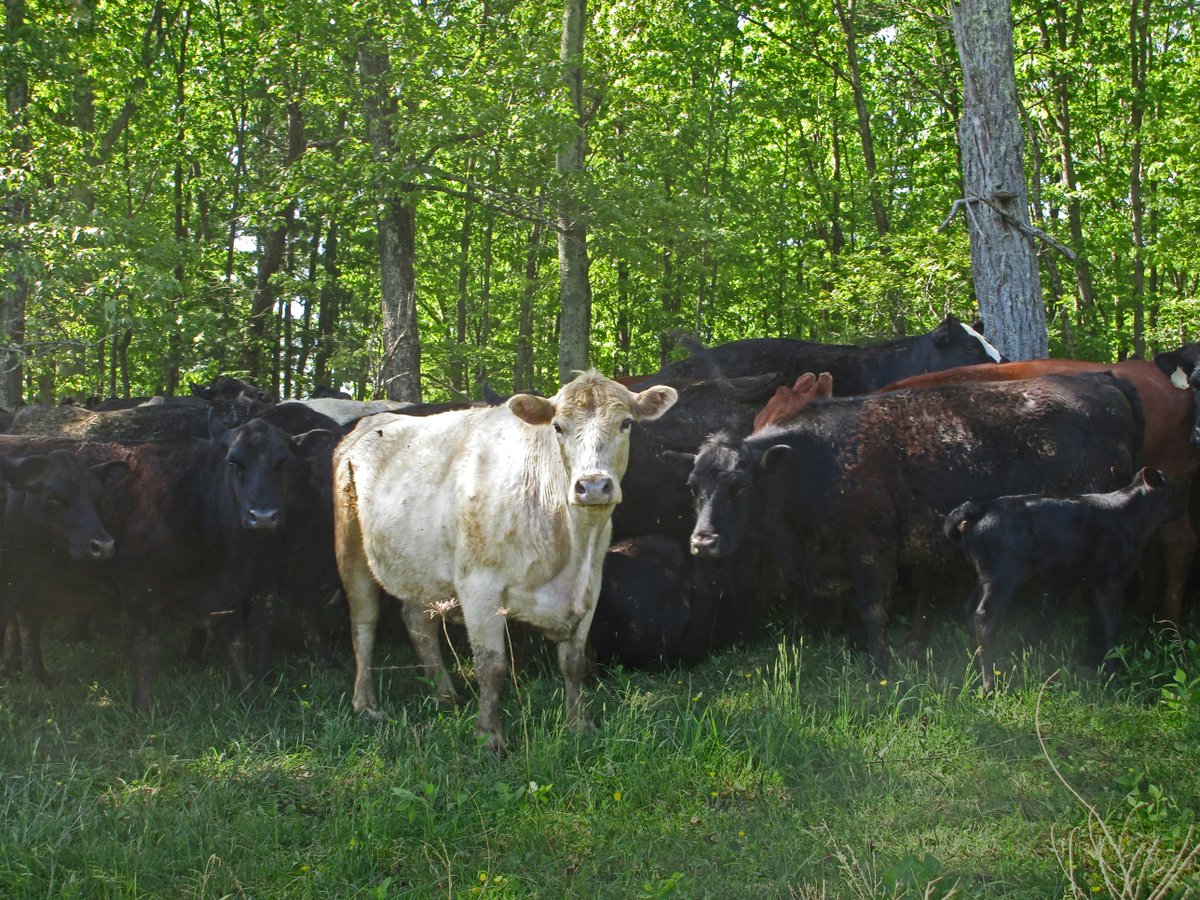 The majority of AI/AN producers specialize in livestock production. Tribal cattle operation revenues totaled $3.4 billion, with the majority of sales coming from 23,159 beef cattle ranches, representing approximately 39% of Indian agriculture. 

#TribalAg #2022AgCensus