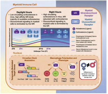 AJP-Heart and Circ (@ajpheartcirc) on Twitter photo Check out the latest from <a href="/BakerResearchAu/">Baker Institute</a> and <a href="/UniMelb/">University of Melbourne</a>, Temporal mineralocorticoid receptor activation regulates the molecular clock and transcription of #cardiovascular disease modulators in myeloid cells #ArticleinPress (Seamus Heanue et al.):
ow.ly/llHU50VRZnC Check out the latest from <a href="/BakerResearchAu/">Baker Institute</a> and <a href="/UniMelb/">University of Melbourne</a>, Temporal mineralocorticoid receptor activation regulates the molecular clock and transcription of #cardiovascular disease modulators in myeloid cells #ArticleinPress (Seamus Heanue et al.):
ow.ly/llHU50VRZnC