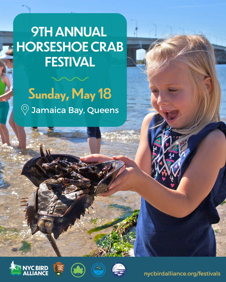 We're back with the 9th Annual Jamaica Bay #HorseshoeCrab Festival! Celebrate the ancient mating ritual of these charismatic "living dinosaurs."
📍 Meet at Sunset Cove Park Broad Channel, Queens 
📅 Sunday, May 18 | 10am-1pm
🔗 nycbirdalliance.org/festivals