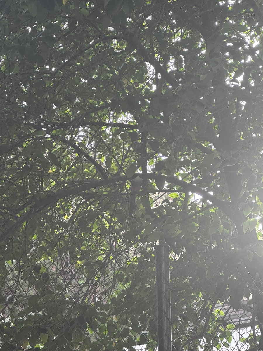 Los famosos “Rabilargo Ibérico” víctimas de al menos 40 personas en la calle La Cruz en la Ciudad de #Linares.