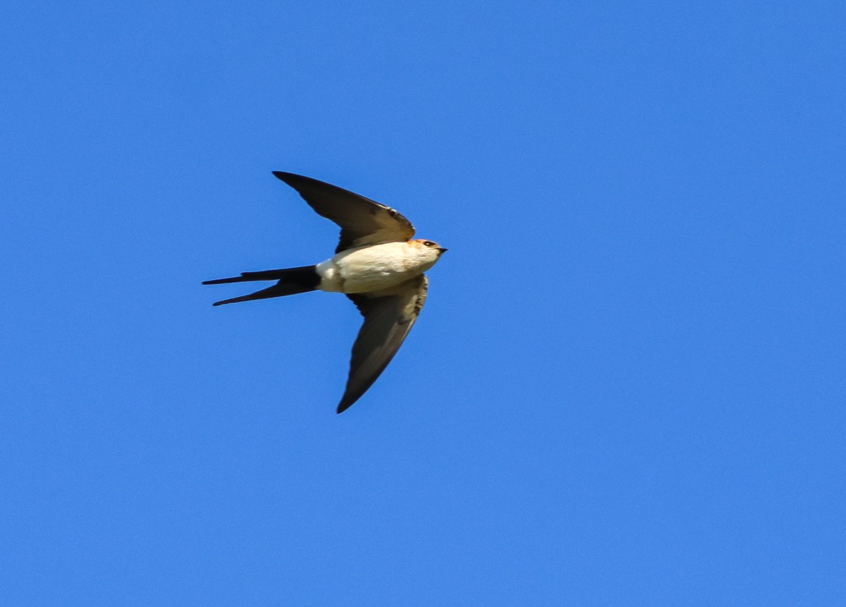 Ed Betteridge (@edjbetteridge) on Twitter photo Red-rumped Swallow over the Calf this morning! Showed well for around 10 mins circling the Obs, amazingly the 1st Calf and Isle of Man record!! Also Yellow Wag, c20 Spot Fly, Whinchat, Sib Chiff and Swift <a href="/CalfObs/">Calf of Man Bird Observatory</a> Red-rumped Swallow over the Calf this morning! Showed well for around 10 mins circling the Obs, amazingly the 1st Calf and Isle of Man record!! Also Yellow Wag, c20 Spot Fly, Whinchat, Sib Chiff and Swift <a href="/CalfObs/">Calf of Man Bird Observatory</a>
